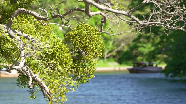 新緑と青空がきれいな島根県松江市の5月の松江城山公園