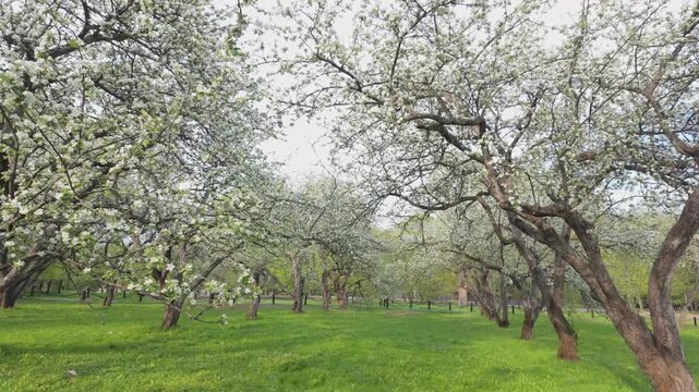 Camera moves smoothly forward through rows of blooming apple trees in a sunlit orchard. White flower petals create a tunnel of blossoms under the bright spring sky.
