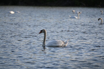 Fototapeta premium swans on the in protected bird area