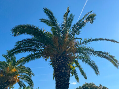 Palm tree viewed from below against clear blue sky