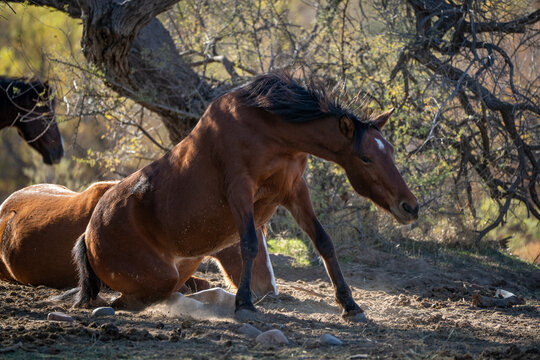 View of a wild brown horse getting up from the dusty ground under the shade of trees in Arizona, United States.