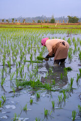 Obraz premium Traditional Indonesian farmers planting rice seedlings in muddy paddy field. Sustainable agriculture, rural lifestyle, food production, manual labor, organic farming, tropical countryside landscape.