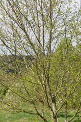 Fototapeta premium Birke, Gelb-Birke, Betula alleghaniensis