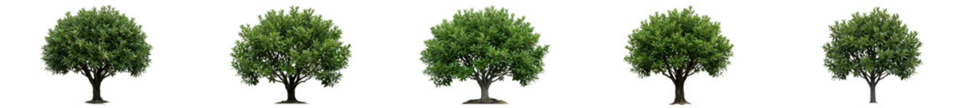 Set of 5 Isolated Chinese Banyan Trees - Ficus Microcarpa Cutouts with Transparent PNG Background