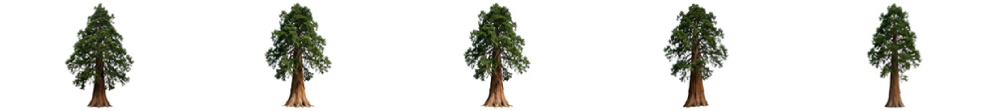Realistic Sequoia Trees Set with Thick Reddish Bark and Tall Coniferous Canopies, Isolated on White Background for Forestry, Parks, and Nature Graphics