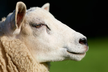 Close-up profile of a white sheep looking right, bathed in natural sunlight. Its gentle expression and woolly texture are highlighted against a blurred green field and dark background. © erwin