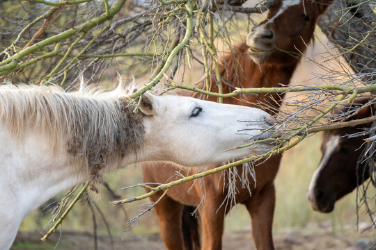 View of wild horses eating thin branches from a desert tree in the wilderness Arizona, United States.