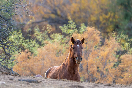 View of a brown horse with a white star on its forehead standing among desert shrubs and dry vegetation Arizona, United States.