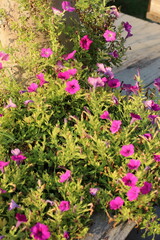 Fototapeta premium Vibrant pink petunias blooming in a wooden planter box with soft sunlight