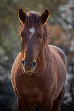 View of a brown horse with a white blaze on its forehead looking at the camera with a soft bokeh background of trees Arizona, United States.