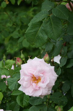 Rose, Parkrose, Fritz Nobis, halbgef&uuml;llte Bl&uuml;te in hellrosa