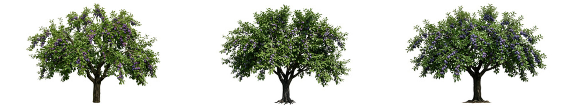 Set of Three Mature Plum Trees Prunus Domestica Featuring Deep Green Foliage and Ripening Purple Fruit Isolated on White Background for Professional Landscape Design and 3D Asset Projects