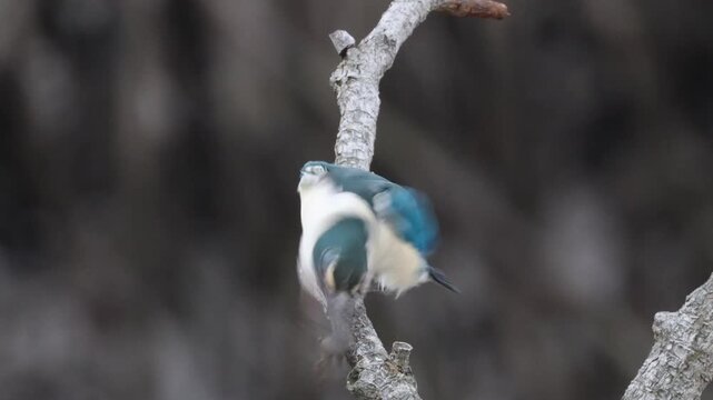 Collared kingfisher smashing and swallowing crab on tree branch