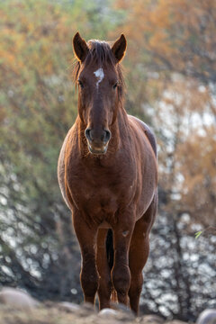 View of a brown horse with a white forehead mark standing in a field with autumn-colored bushes in the background Arizona, United States.