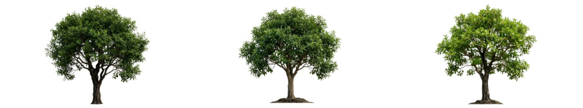 Set of Three Lush Green Elm Trees Ulmus Americana with Rounded Canopies and Sturdy Brown Trunks Isolated on White Background for Professional Landscape Design and 3D Asset Projects