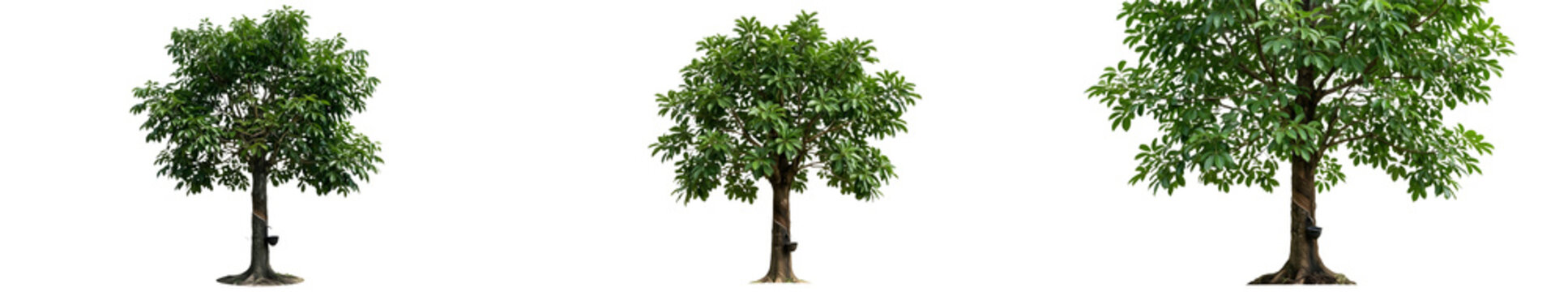Collection of Lush Green Walnut Trees Juglans Regia with Broad Leafy Canopies and Sturdy Brown Trunks Isolated on White Background for Professional Landscape Design and 3D Rendering