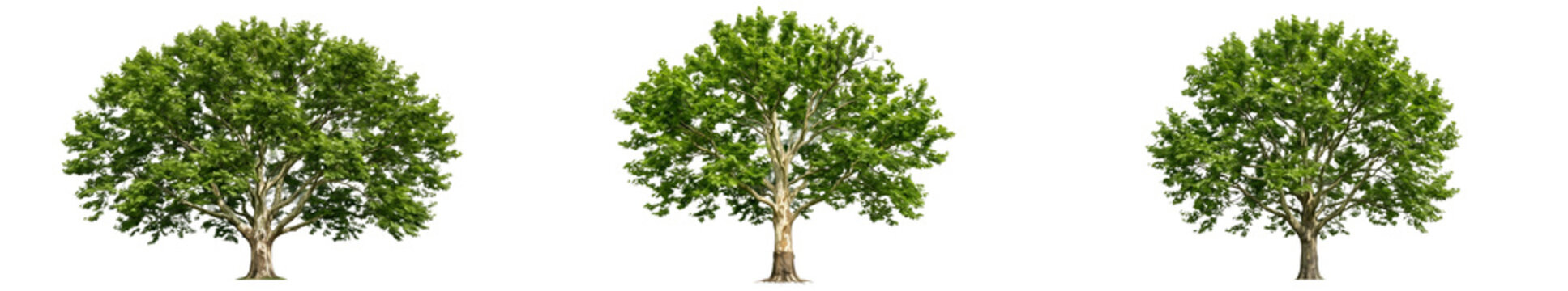 Set of London Plane Trees Platanus Acerifolia with Broad Green Leafy Canopies and Distinctive Mottled Bark Isolated on White Background for Landscape Design and Architectural Projects