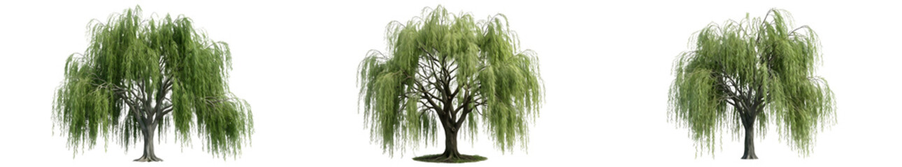Set of Weeping Willow Trees Salix Babylonica with Drooping Branches and Green Foliage Isolated on White Background for Landscape Design Architecture and Botanical 3D Asset Projects © the battu