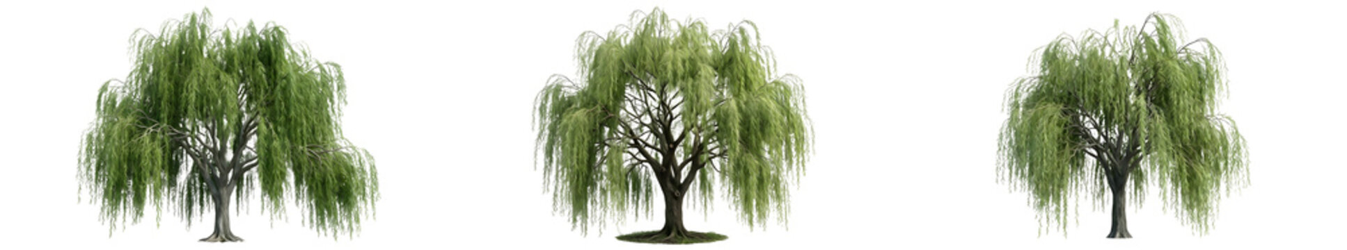Set of Weeping Willow Trees Salix Babylonica with Drooping Branches and Green Foliage Isolated on White Background for Landscape Design Architecture and Botanical 3D Asset Projects