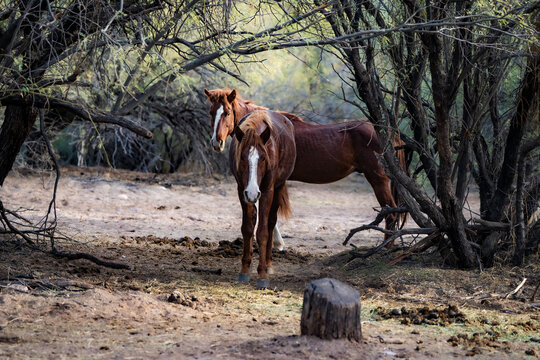 View of two brown horses with white blazes standing among dense desert scrub and tangled branches on sandy ground in Arizona, United States.