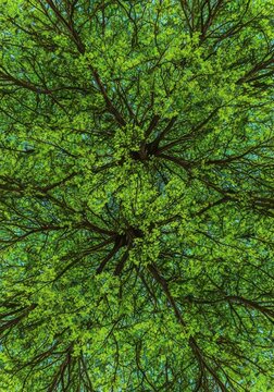 A complex, repeating pattern of dense woodland foliage, overlapping tree branches, and subtle shadows creating a natural texture background, camouflage, natural, background