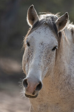 View of a white speckled horse with alert ears and a gentle expression in a natural outdoor setting, Arizona, United States.