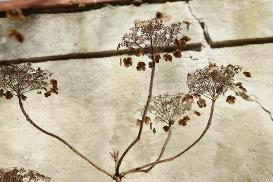 Samt-Hortensie,  Hydrangea aspera  subsp. Sargentiana