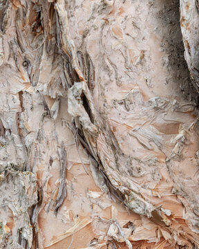 Textured Callistemon Tree Trunk Surface