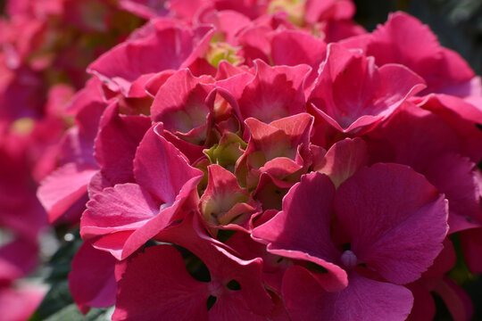 Hortensie, Bauernhortensie, Hydrangea macrophylla, Einzelbl&uuml;te