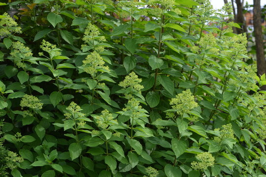 Hortensie, Rispenhortensie, Hydrangea paniculata, Pink Lady
