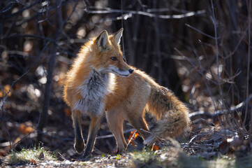 Fototapeta premium A red fox vixen standing waiting for her kits in spring.