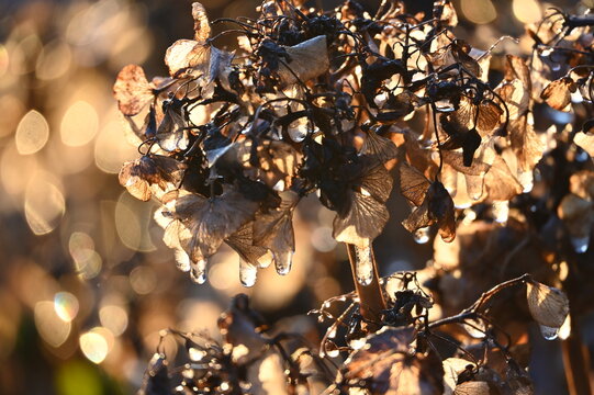 Hortensie, Bauernhortensie, Hydrangea macrophylla, Sp&auml;tfrost, Frostschutzberegnung