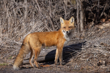 Fototapeta premium A red fox vixen standing waiting for her kits in spring.