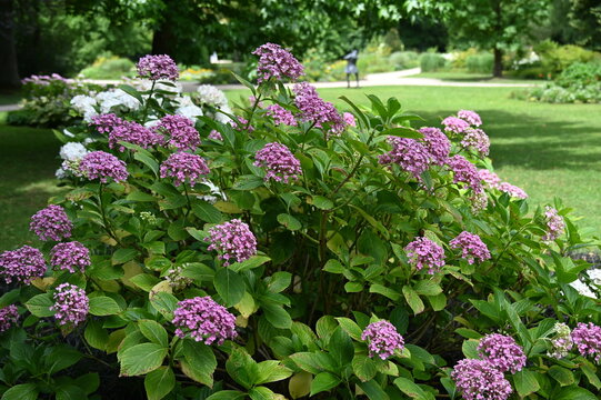 Bl&uuml;hende Gartenhortensie, Hydrangea macrophylla, Strauchausschnitt