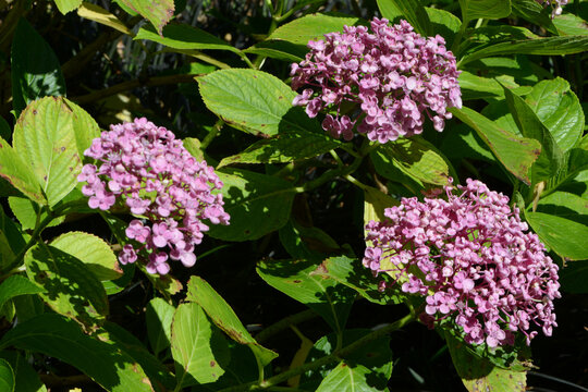 Bl&uuml;hende Gartenhortensie, Hydrangea macrophylla, Strauchausschnitt