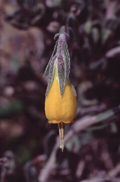 Onosma fruticosa shrub endemic to Cyprus