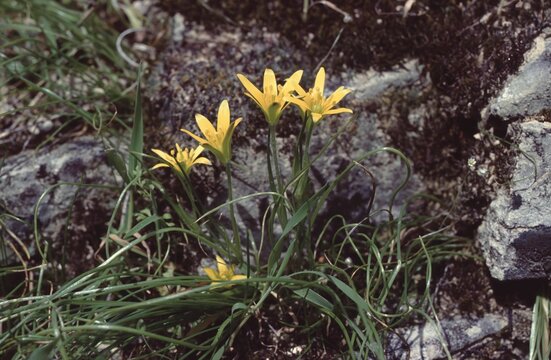 Gagea peduncularis or Long-stalked Star-of-Bethlehem