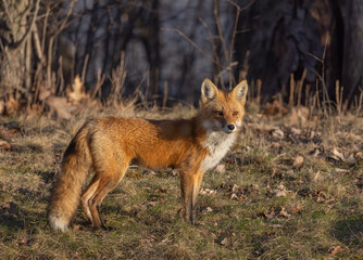 Fototapeta premium A red fox vixen standing waiting for her kits in spring.