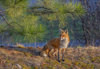 Fototapeta premium A red fox vixen standing waiting for her kits in spring.