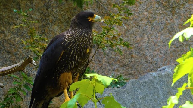 Close up of a falkland Caracara falcon standing around rocks on sunny spring day