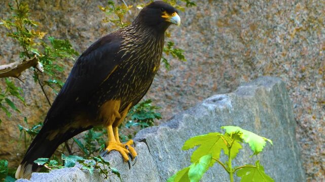 Close up of a falkland Caracara falcon standing around rocks on sunny spring day