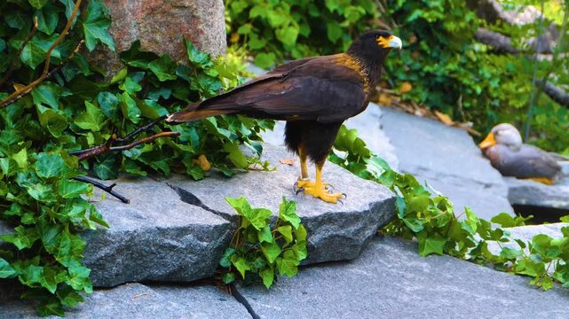 Close up of a falkland Caracara falcon standing around rocks on sunny spring day