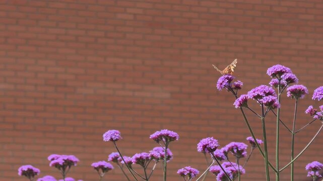 Slow Motion Yellow Butterfly Hovering Above Lavender Garden Flowers