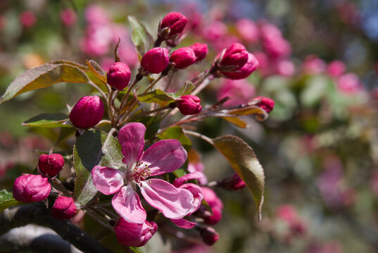 Blooming  pink crab apple trees in the  spring garden.