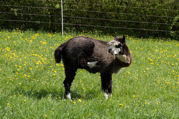 Fototapeta premium alpaka tier natur lama