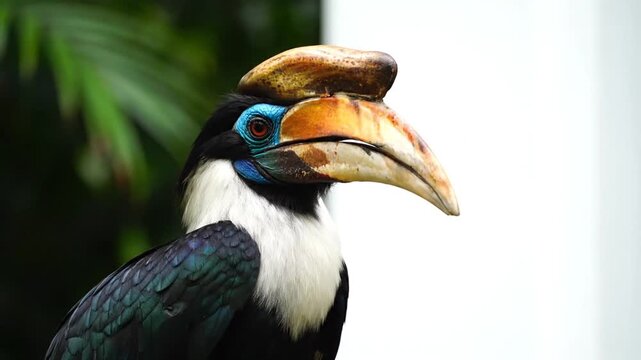 Exotic Hornbill Bird Portrait.