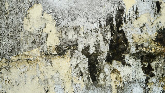 Weathered white wall with peeling paint and green moss growth
