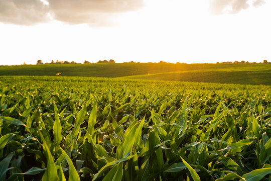 Green corn field thriving under warm golden hour sunlight, showing agricultural land and rural landscape