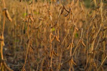 Naklejka premium Textured Soybean Plants with Hanging Pods in Farm Field, Natural Crop Background for Agriculture Concepts