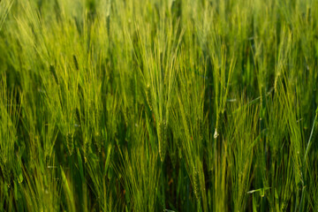 Naklejka premium Young green barley or wheat growing in an agricultural field during daytime, symbolizing sustainable farming and harvest